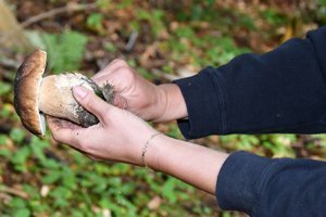 Pilze sammeln: Damit aus dem Schmaus kein Graus wird