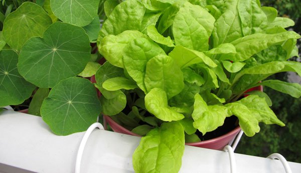 Balkonpflanzen: Saftiger Salat