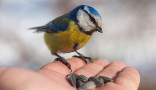 Vögel füttern mit richtigem Vogelfutter