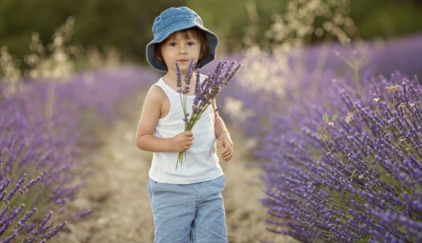 Kind sammelt Lavendel für Spagyrik
