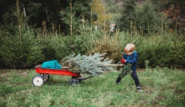 Kleiner Junge vor Tannenwald zieht an einer Schubkarre mit gefällter Tanne drauf