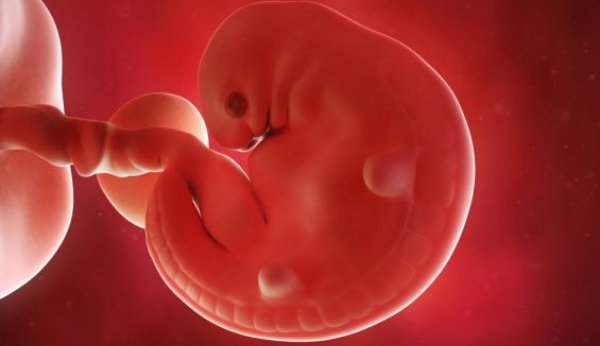 Nun wächst das Herz des Embryos.