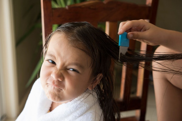 Mädchen mit nassen Haaren wird mit einem Lauskamm gekämmt, um Läuse und Nissen zu entfernen.