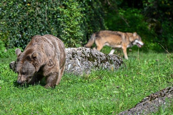 Im Natur- und Tierpark Goldau seht ihr Braunbären und Wölfe aus nächster Nähe.