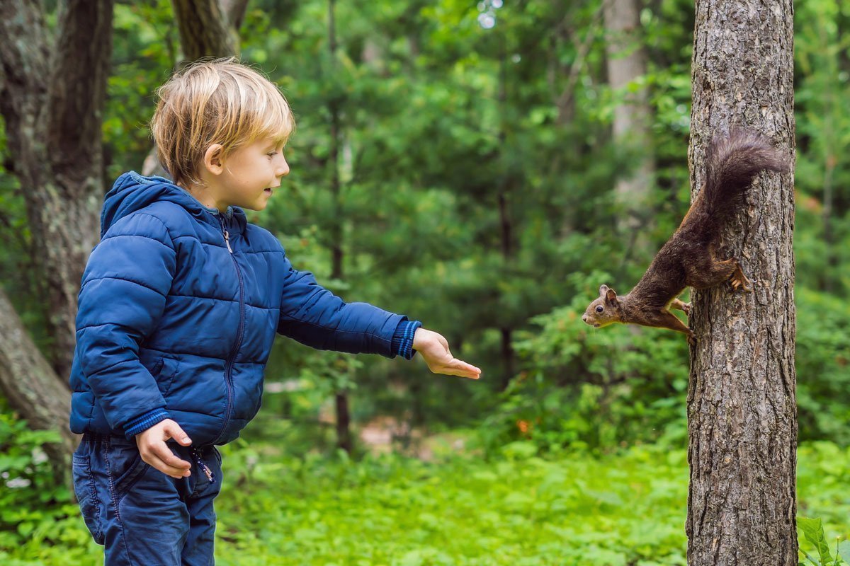 Kleiner Junge in blauer Jacke hält einem neugierigen Eichhörnchen mit der Hand Futter hin.