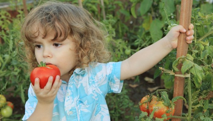 Geeignete Gartenpflanzen für Kinder: Tomaten