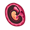 Embryo in der 7. SSW