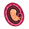 Embryo in der 10. SSW