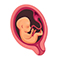 Embryo in der 26. SSW