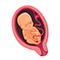 Embryo in der 30. SSW