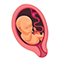 Embryo in der 34. SSW