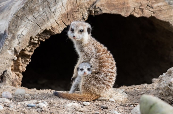 Erlebt wilde und heimische Tiere hautnah im Basler Zoo