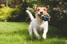 Haustiere bespassen: Katzenspielzeug und Hundespielzeug selber basteln