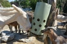 Johns kleine Farm: Tieren mit allen Sinnen begegnen