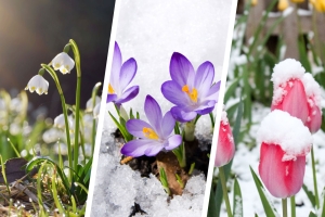 Quiz: Welche Frühlingsblume passt zu deiner Persönlichkeit?