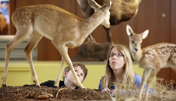 Scheue Tiere in aller Ruhe beobachten im Bündner Naturmuseum