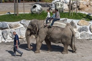 Elefantenreiten im Knies Kinderzoo