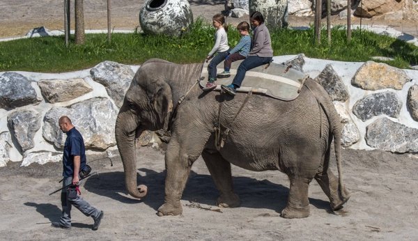 Promenade à dos d'éléphant au zoo pour enfants Knies