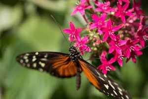 Auf der Insel Mainau farbenprächtige Schmetterlinge beobachten