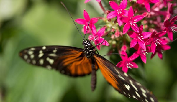 Auf der Insel Mainau lassen sich Schmetterlinge aus aller Welt beobachten.