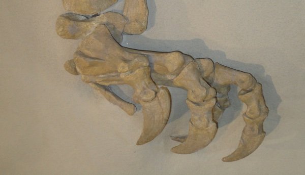 Préparations de démonstration au Musée des dinosaures de Frick