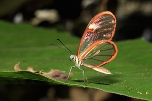 1000 bunte Schmetterlinge bestaunen im Papiliorama