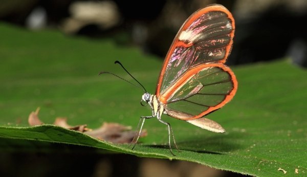 Ein Schmetterling von 1000 im Papiliorama