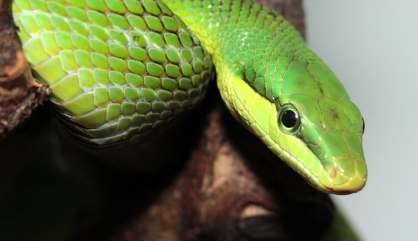 Grüne Schlange im Schlangenzoo Eschlikon