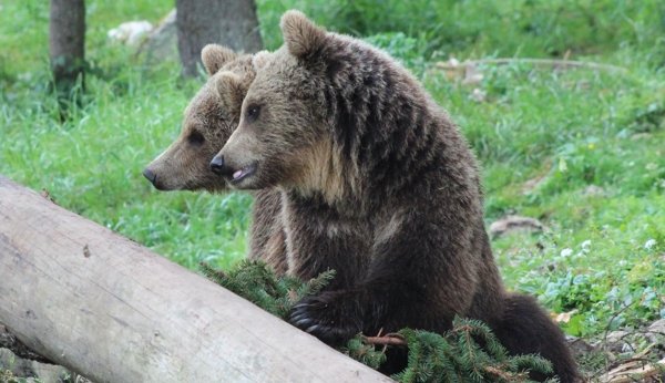 Die Bären im Juraparc geniessen ein weitläufiges Gehege
