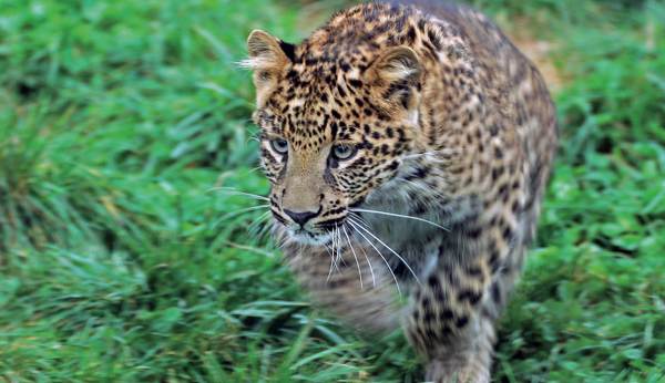 Junger Leopard im Toni's Zoo