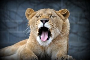 Im Plättli Zoo Löwen bestaunen und Waschbären füttern