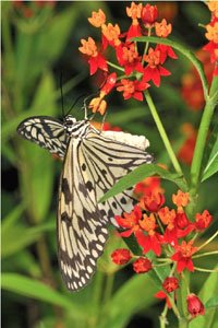Ausfluege ins Papiliorama sind lohnenswert.