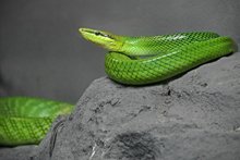 Im Schlangenzoo Eschlikon mit einer Python posieren