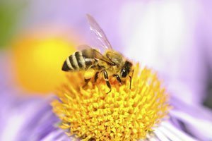 Bienen basteln um den Frühling zu begrüssen