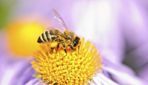 Biene basteln leicht gemacht
