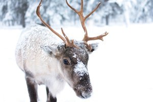 Rudolf, the Red-Nosed Reindeer