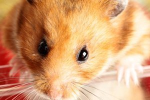 Ein kuscheliger Wildfang: Der Hamster als Haustier für Kinder
