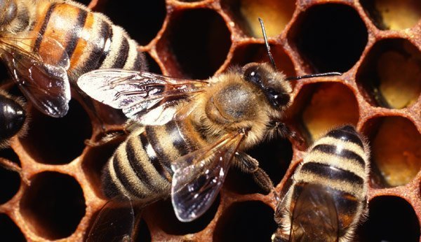Die fleissigen Bienen 
