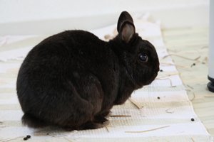 Harmonisches Miteinander – Kaninchenhaltung in der Wohnung