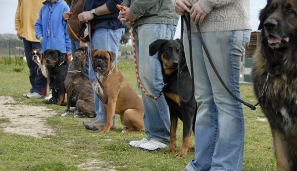 Sachkundenachweis Hunde: Ersthundebesitzer lernen den richtigen Umgang mit dem Vierbeiner