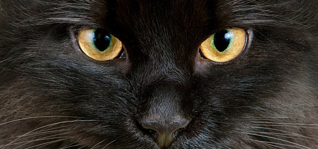 Katzenaugen – so sehen Katzen die Welt