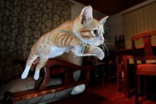 Katzen haben 7 Leben – Alles nur ein Mythos?