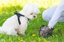 Durchfall beim Hund - Gründe und Heilung der Erkrankung