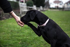 Hundetricks - eine willkommene Abwechslung für Ihren Vierbeiner