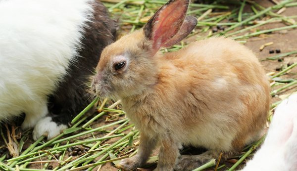 Kaninchenkrankheiten erkennen und behandeln