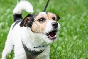 Übermässiges Bellen bei Hunden – Ursachen und Tipps