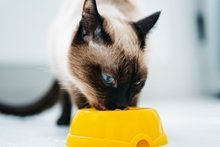 Katzenernährung: Welches Futter braucht eine Katze?