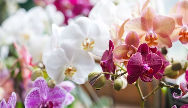 Orchideen zum Muttertag