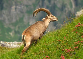 Das grosse Quiz zu Schweizer Flora und Fauna