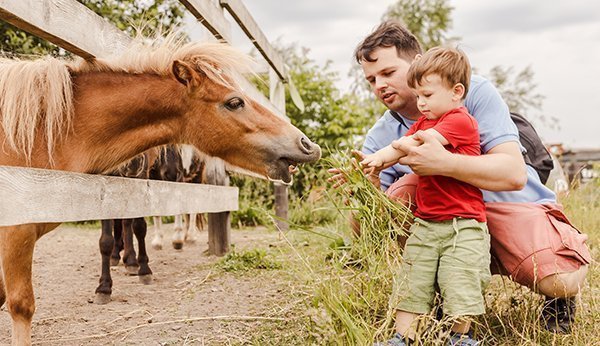 Auf vielen Bauernhöfen mit Pferden dürfen Kinder die Tiere füttern.